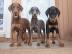 Dobermann Welpen whatsapp nummer +436811