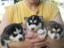 Mini pomsky Welpen auf der Suche nach