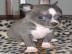 Chihuahua Welpen aus dem Lammetal