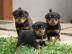 Rottweiler Welpen