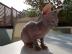 Sphynx K�tzchen