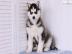 Reinrassige Pomsky Welpen