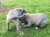 American pitbull welpen 12 wochen alt