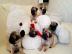 Sch�ne Mopsbabys mit liebevollem Charakt