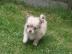 Chihuahua Welpen suchen ein Zuhause!