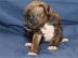 Boxer welpen Weiblich und m�nnlich