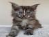Maine-Coon-K�tzchen zu adoptieren.  Whats