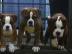 Old Englische Bulldoggen Welpen suchen a