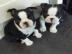 Pure-Rasse m�nnliche und weibliche Bosto