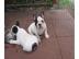 Franz�sische Bulldogge Welpen!