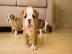 Qualit?t Englische Bulldogge Welpen mit