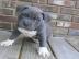 American Pitbull Welpen ab sofort verf�g