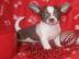 Chihuahua Welpen bereit f�r ein neues