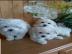 S�sse Malteser Welpen