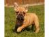 Franz�sische Bulldogge Welpen mit Stammb