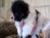 Wundersch�nen Zwergspitz / Pomeranian we