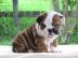 Traumhaft s��e English Bulldoggen Welpen