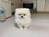 Liebevolle Teetasse Pomeranian erh?ltlic