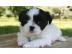 Herausragende Shih Tzu Welpen zur Verf�g