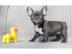 Typvolle franz?sische Bulldoggen Welpen