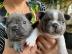 Franz?sische Bulldog Welpen