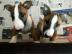 Miniatur Bullterrier Welpen
