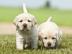 Labrador Welpe. 