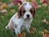 Cavalier-King-Charles Spaniel mit Papier