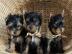 YORKSHIRE TERRIER BEREIT ZU GEHEN. 