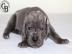 Deutsche Dogge blau Welpen mit Papiere