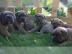 Cane Corso Welpen