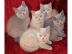 Liebevoll gez�chtete BKH Kitten in blau