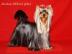 Yorkshire Terrier mit FCI papieren