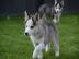 traumhaft sch�ne siberian Husky - Welpen