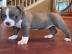 Pitbull pitbull
