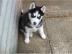 Siberian Husky Welpen