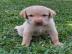 Wundersch�ne Labrador-Welpen suchen ein