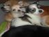 Reinrassiger Chihuahua Welpe