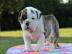 Welpen Englische Bulldogge