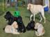 Super Labrador Welpen. 