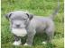 American Welpen Blue-Line Pit Bull