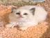 Ragdoll-K�tzchen mit Stammbaum