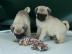 Mops Welpen