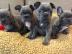 Franz�sische Bulldoggen welpen