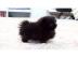 Wundersch?ne Pomeranian Zwergspitz Welpe