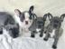 Franz?sische Bulldoggen mit Stammbaum. Wh