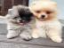 MINI-Pomeranian Welpen mit Papieren