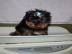 sch?ne Teetasse von Yorkie-Welpen