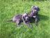 Cane Corso Welpen