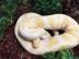 Typvolle Albino Ball Python Schlangen